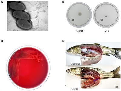 VasH Contributes to Virulence of Aeromonas hydrophila and Is Necessary to the T6SS-mediated Bactericidal Effect